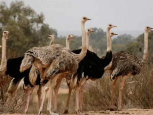 National park trip from Taghazout