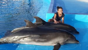 Dolphin world tour from Agadir