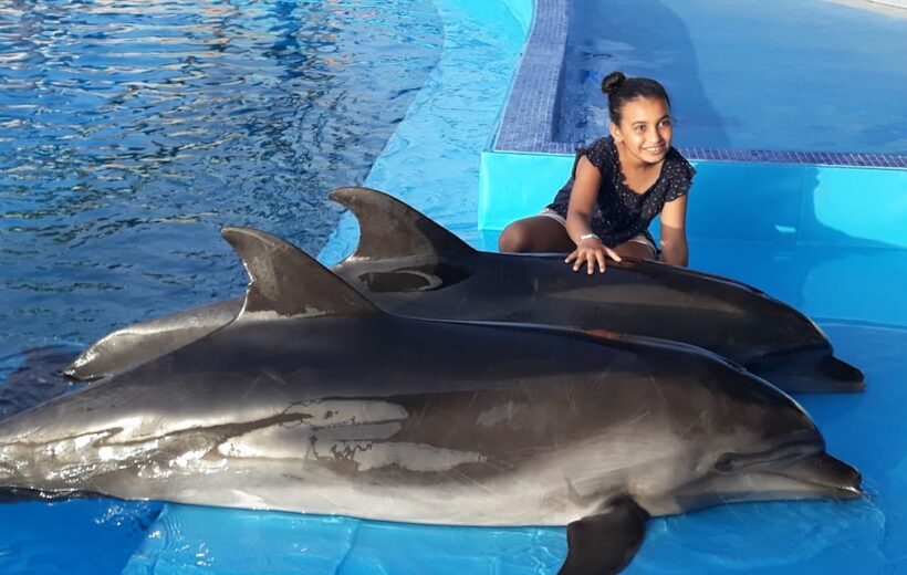 Dolphin world tour from Agadir